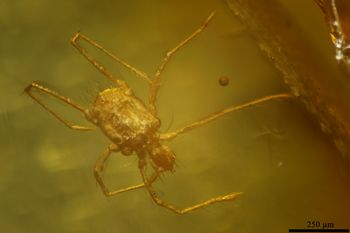 Media type: image;   Entomology PALE-32434
